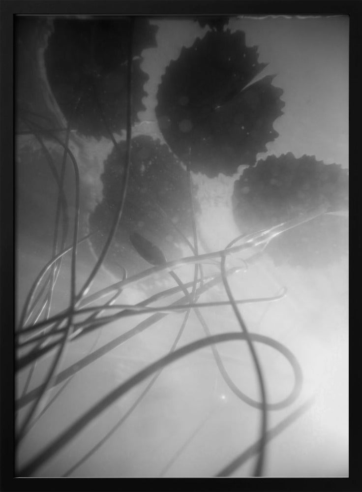 Water Lilly | Poster