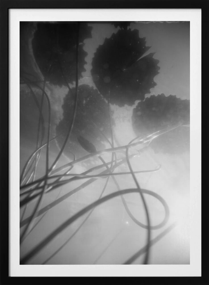 Water Lilly | Poster