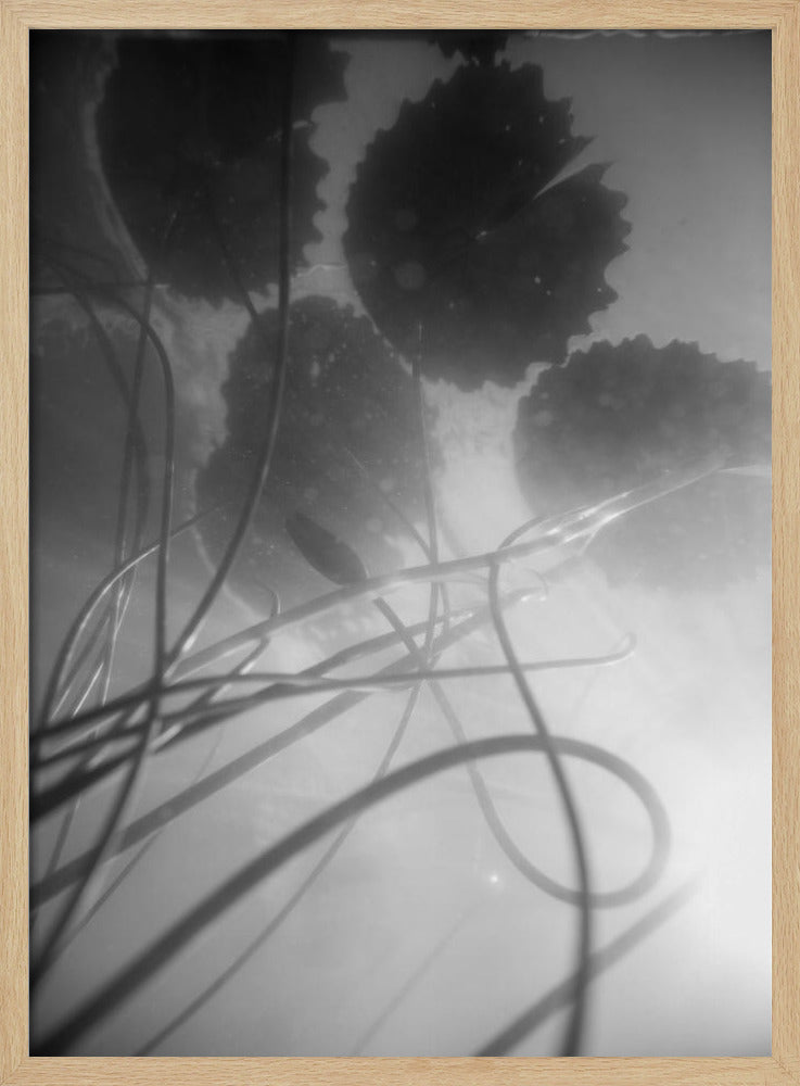 Water Lilly | Poster