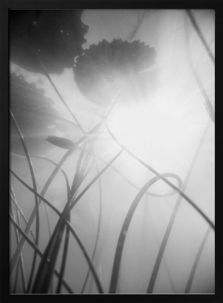 Water Lilly | Poster