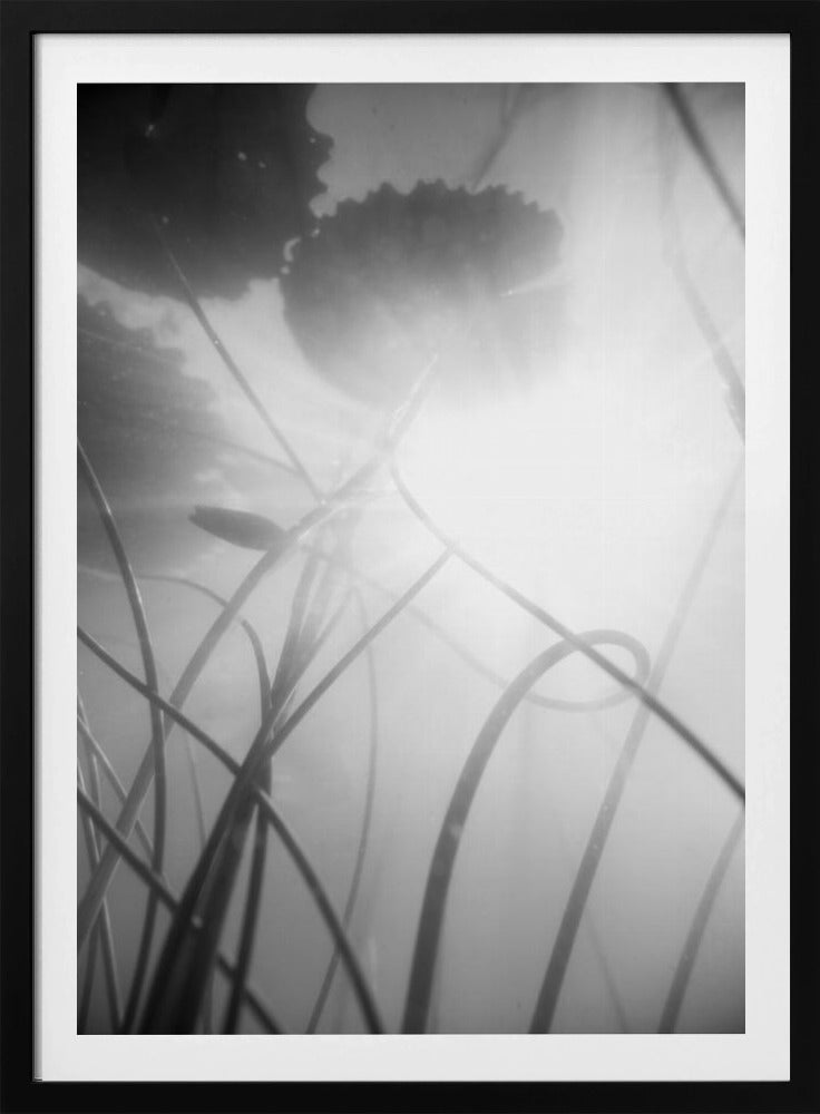 Water Lilly | Poster