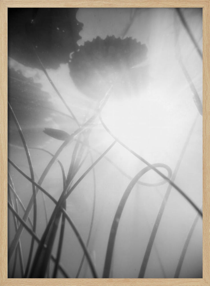 Water Lilly | Poster