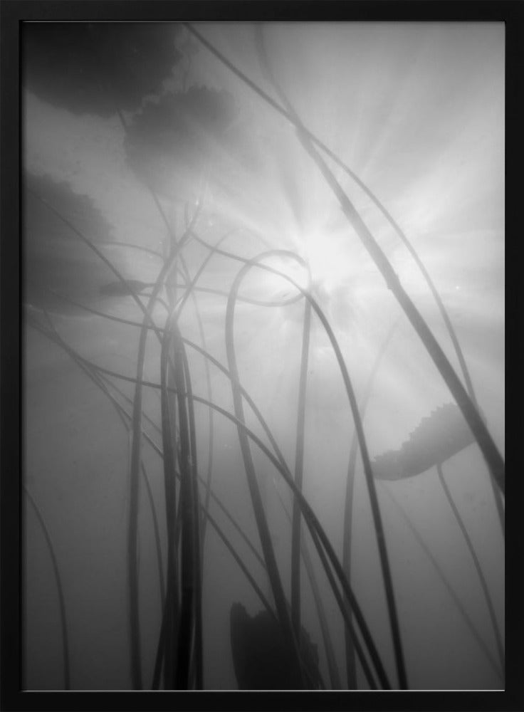 Water Lilly | Poster