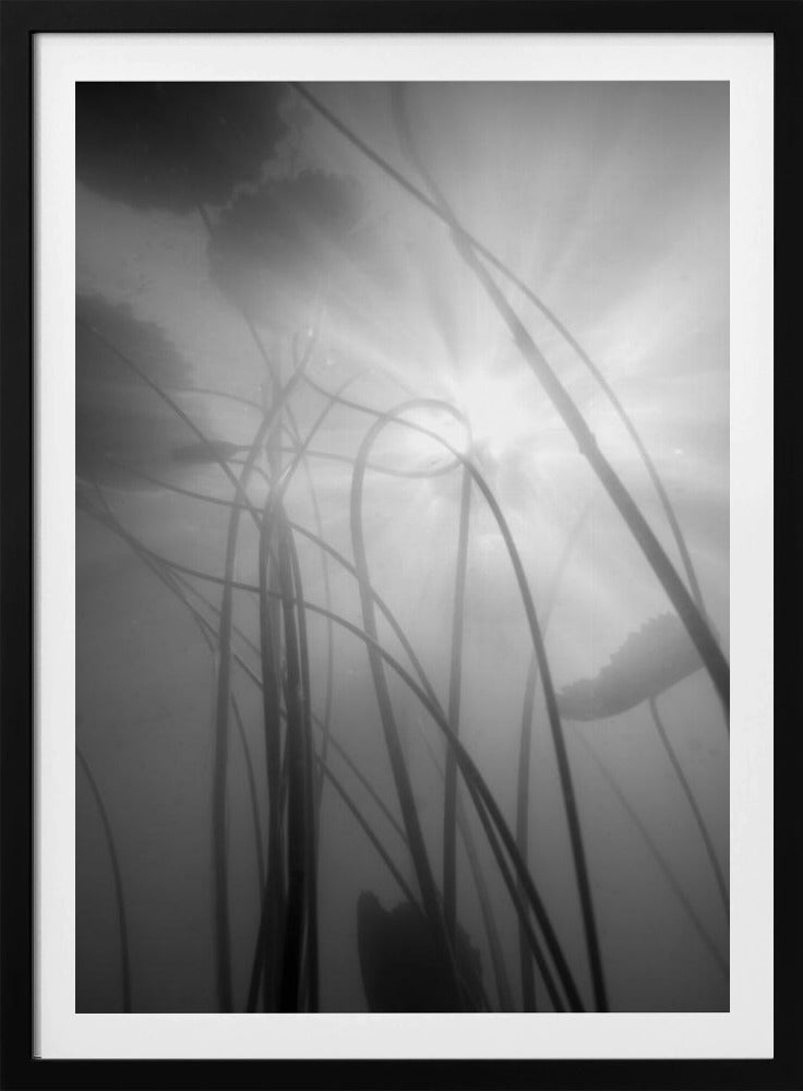 Water Lilly | Poster