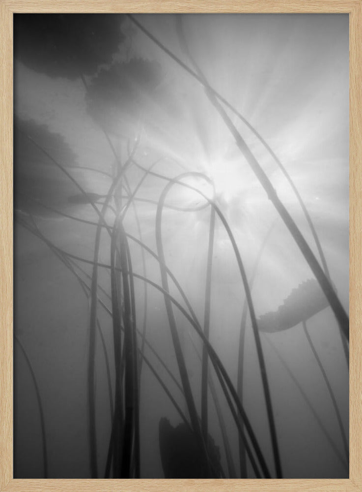 Water Lilly | Poster