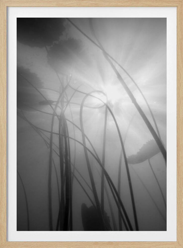 Water Lilly | Poster