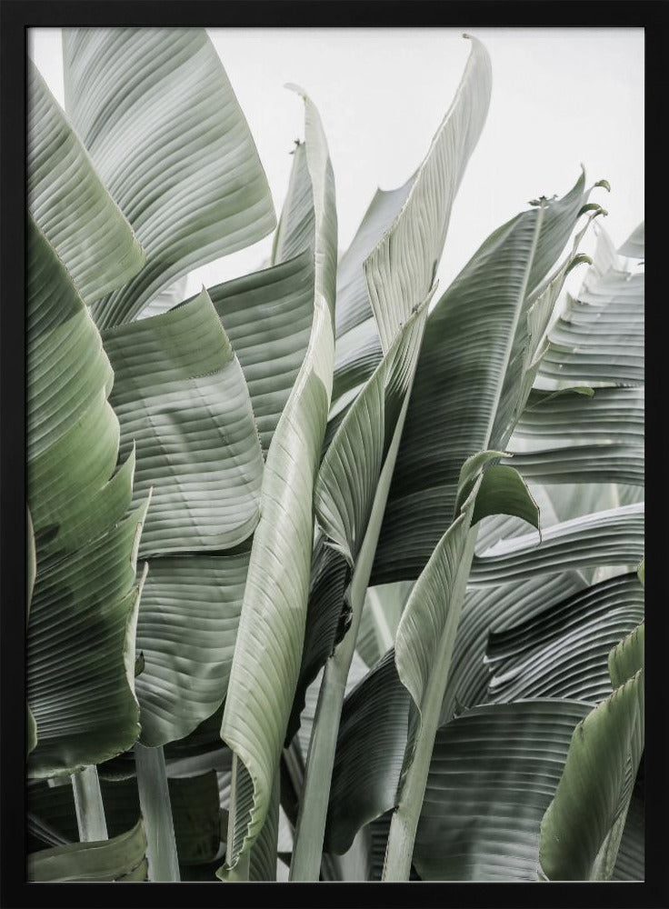 Banana Leaves In Soft Lighting | Poster