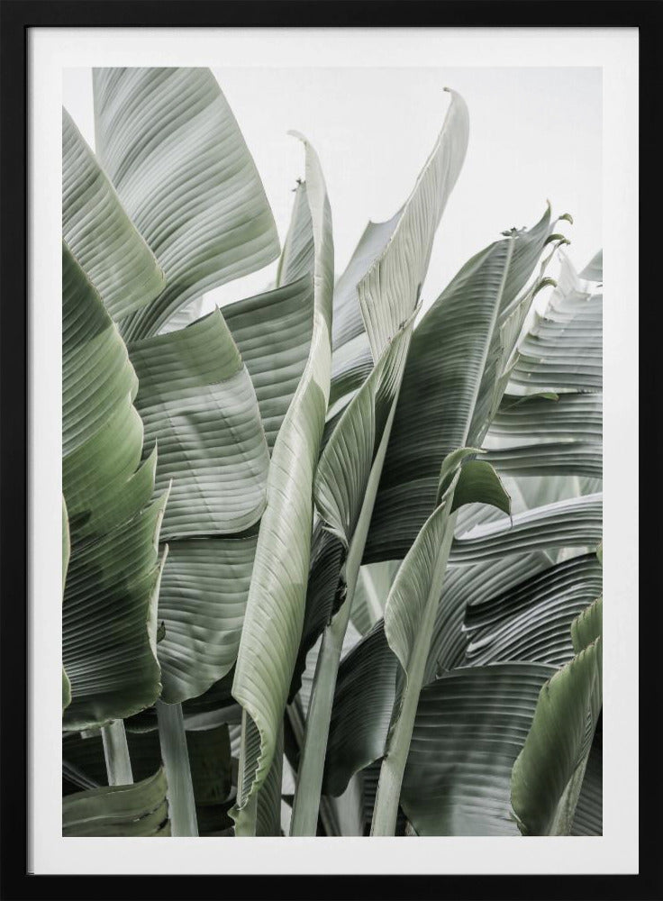 Banana Leaves In Soft Lighting | Poster