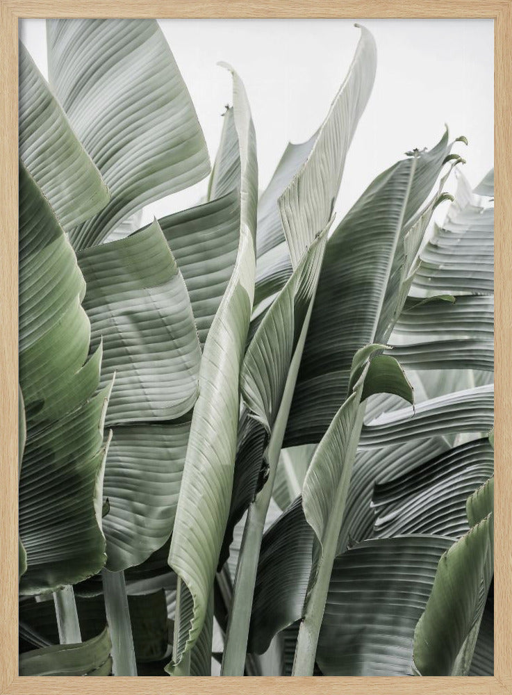 Banana Leaves In Soft Lighting | Poster