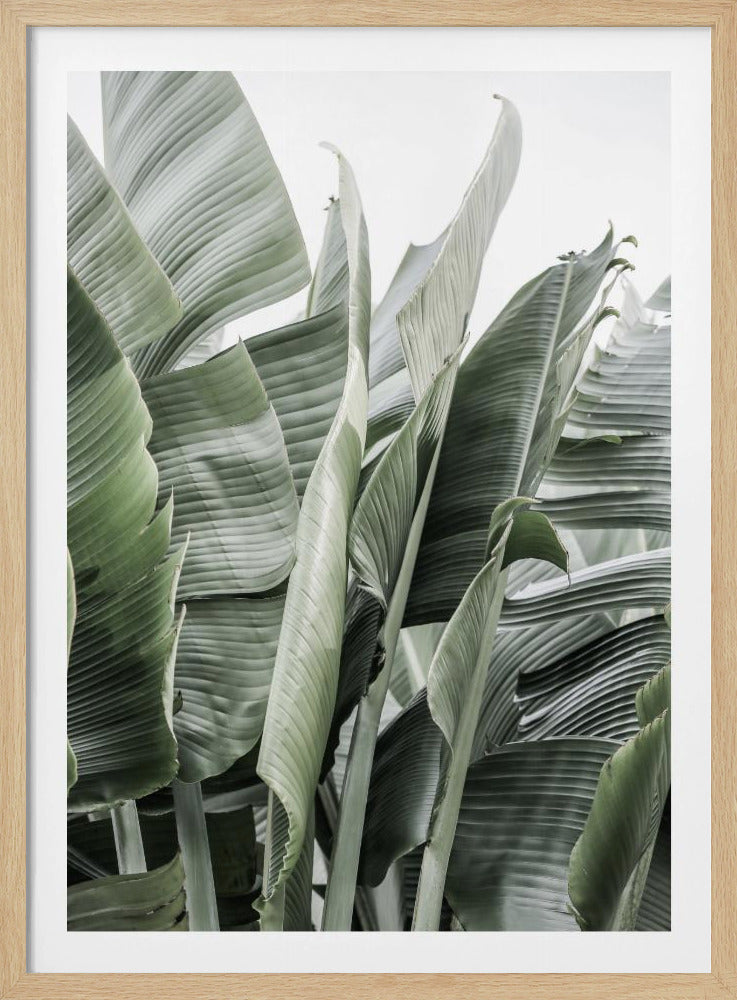 Banana Leaves In Soft Lighting | Poster