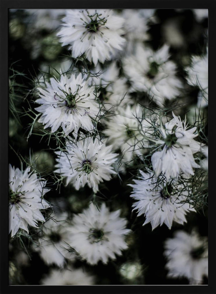 Whispering Blossoms | Poster