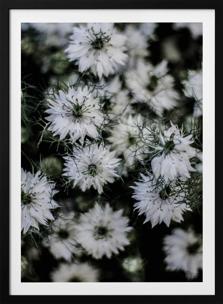 Whispering Blossoms | Poster