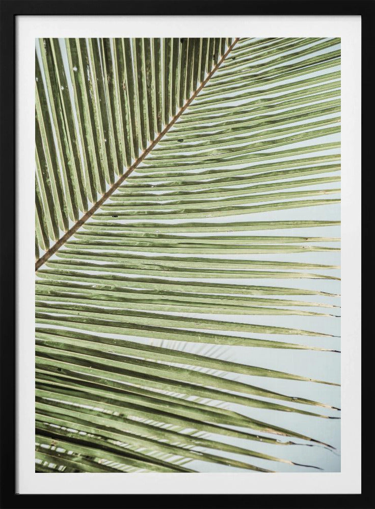 Intricate Pattern Of A Green Palm Leaf | Poster
