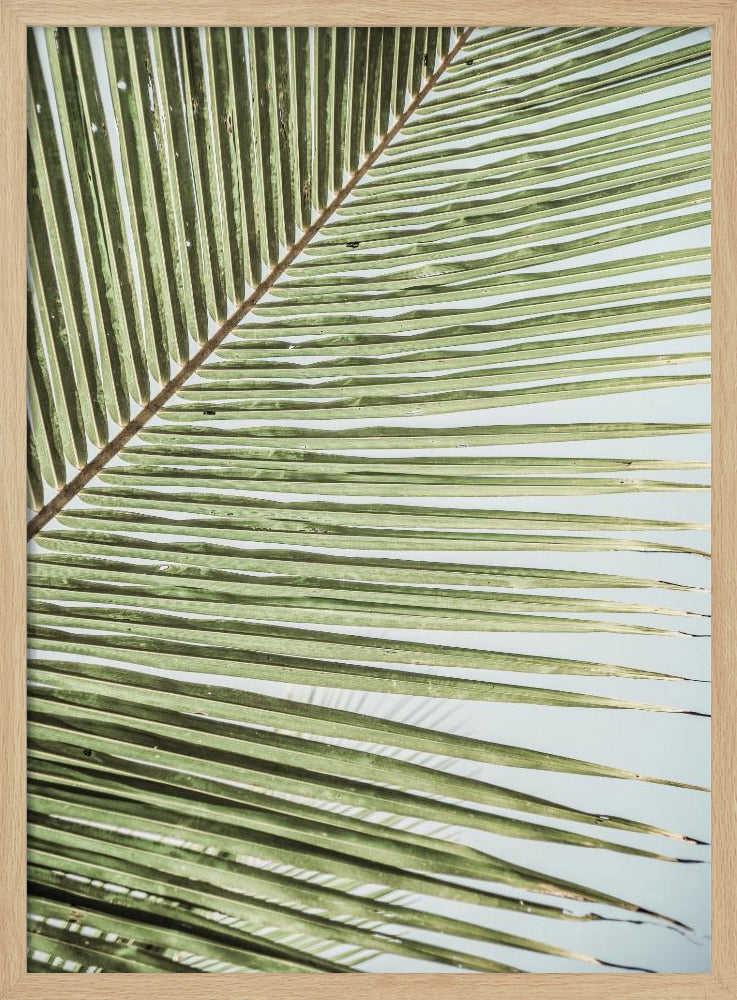 Intricate Pattern Of A Green Palm Leaf | Poster