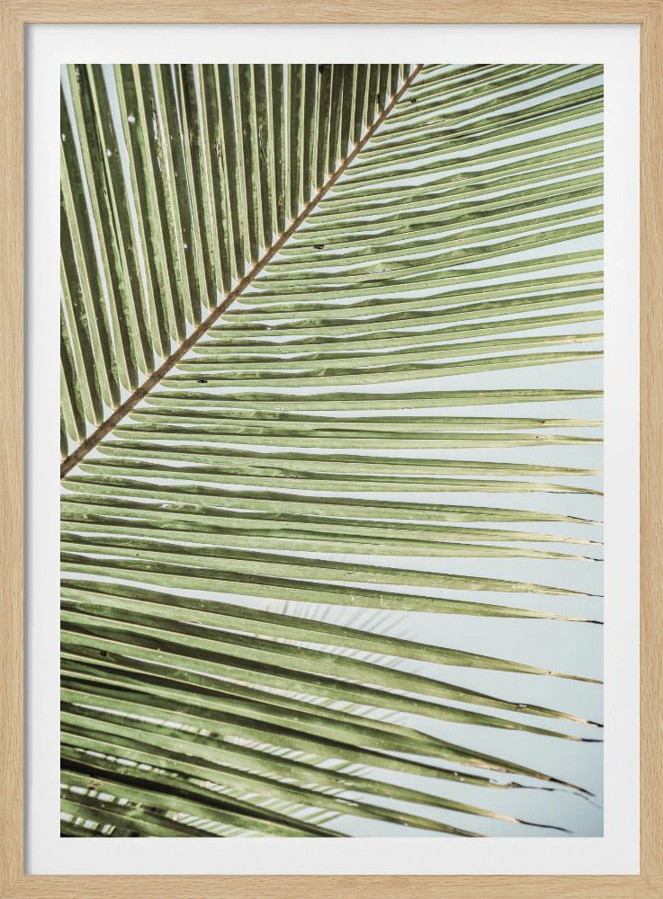 Intricate Pattern Of A Green Palm Leaf | Poster