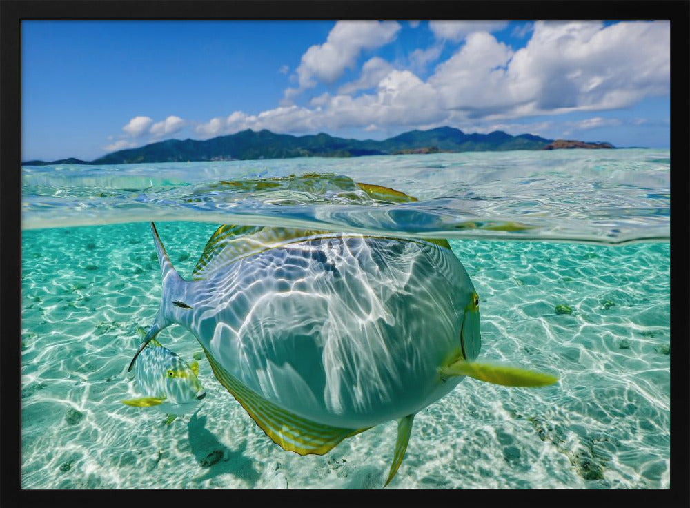 Swimming pool | Poster