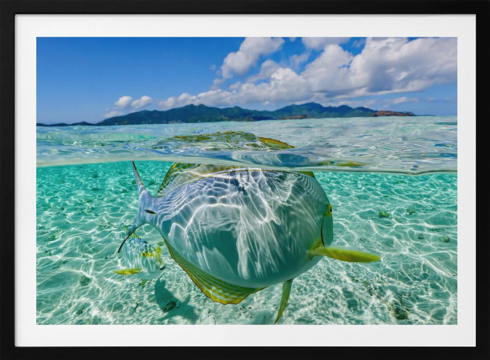 Swimming pool | Poster