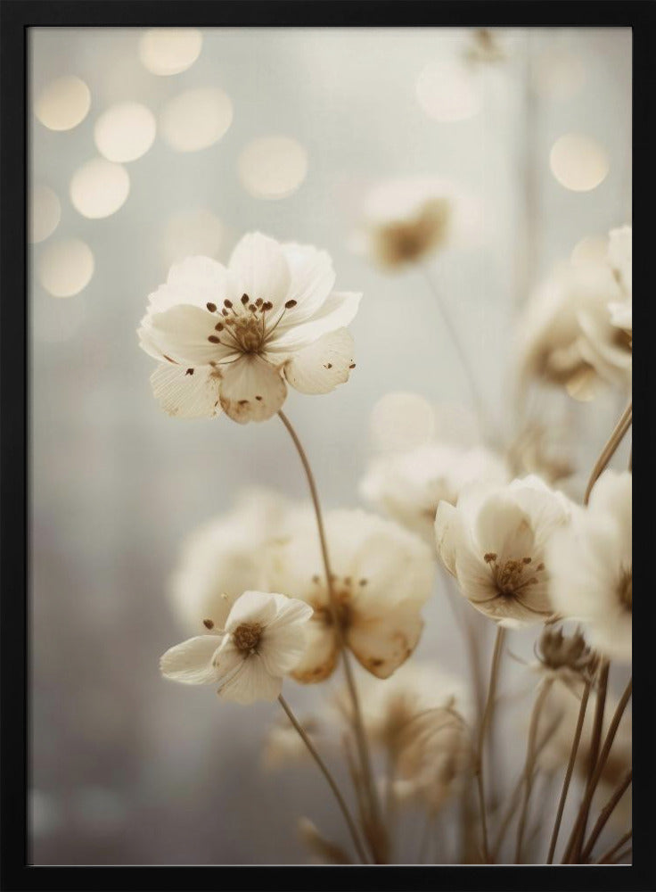 Petals in Soft Light | Poster
