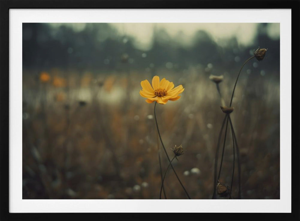 Solitary Bloomers | Poster