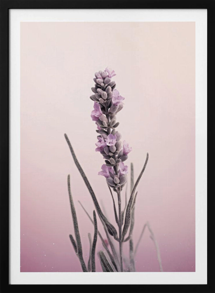 Lavender Dreams | Poster