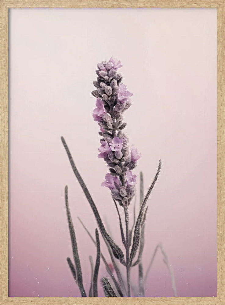 Lavender Dreams | Poster