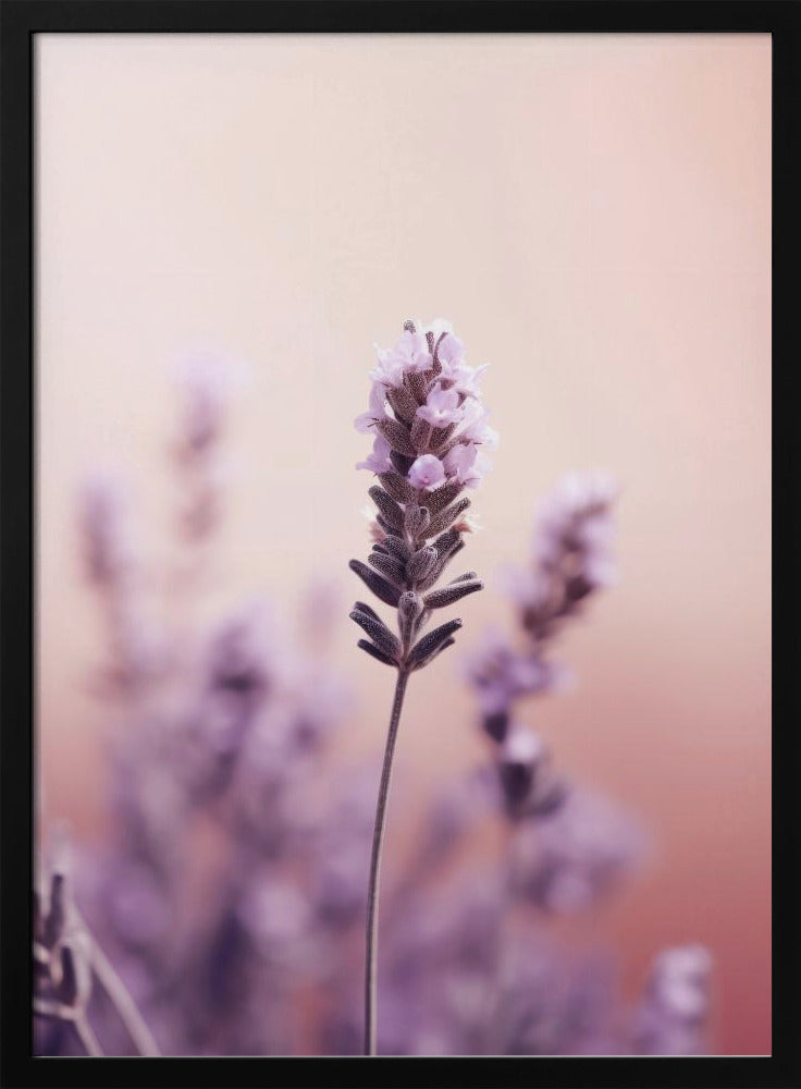 Lavender Serenity | Poster