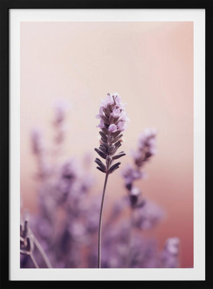 Lavender Serenity | Poster