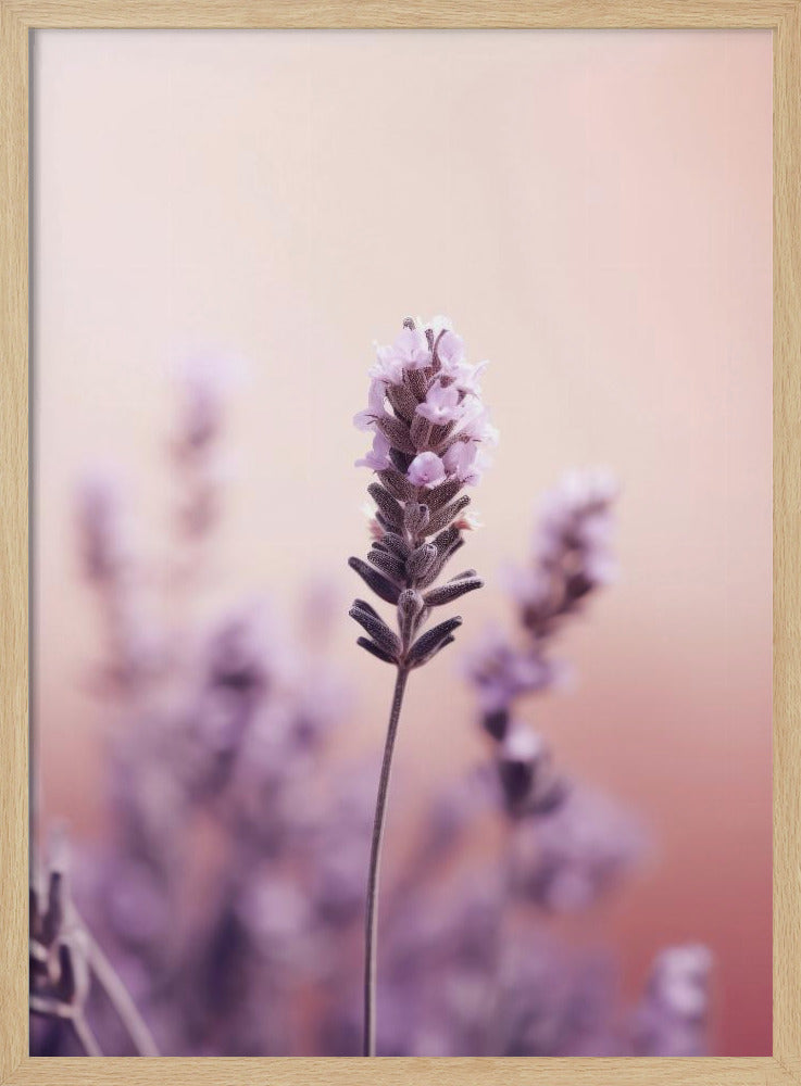 Lavender Serenity | Poster