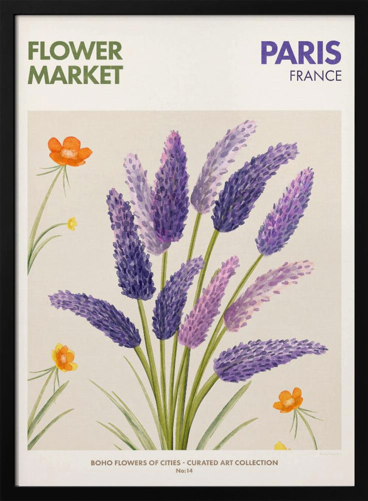 Lavender Blooms | Poster