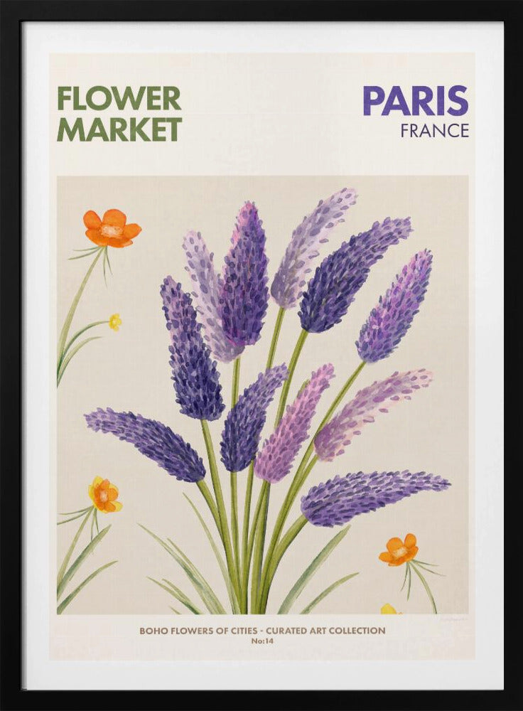 Lavender Blooms | Poster