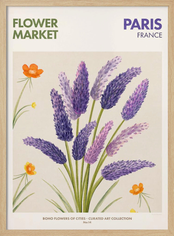 Lavender Blooms | Poster
