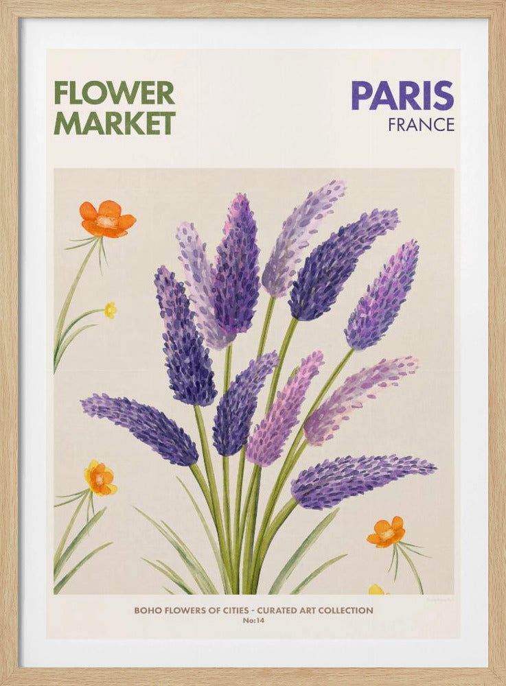 Lavender Blooms | Poster
