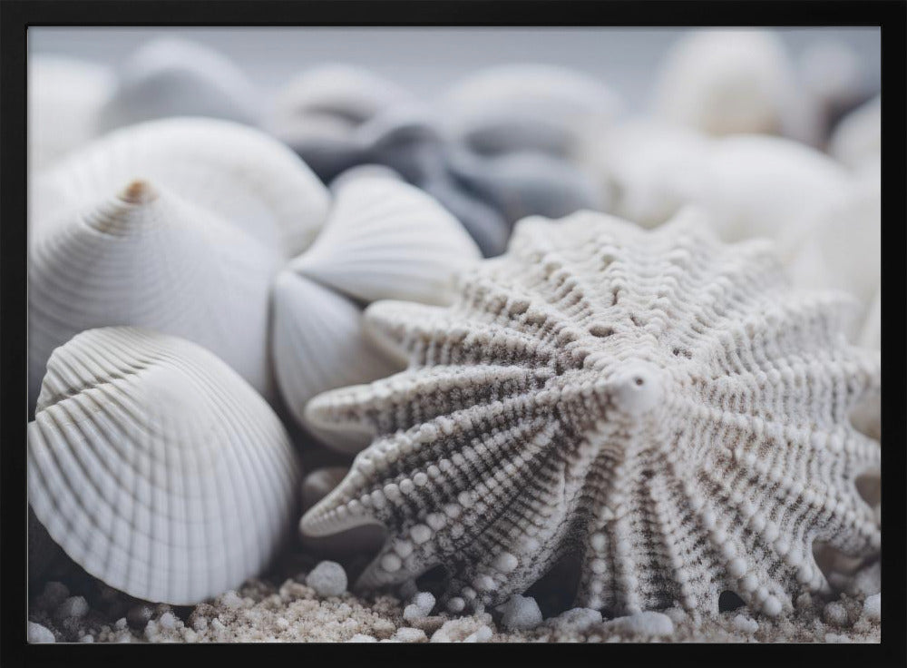 Seashell Serenity | Poster