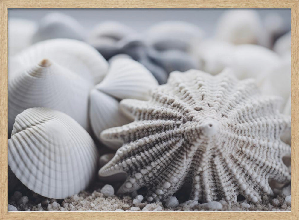 Seashell Serenity | Poster