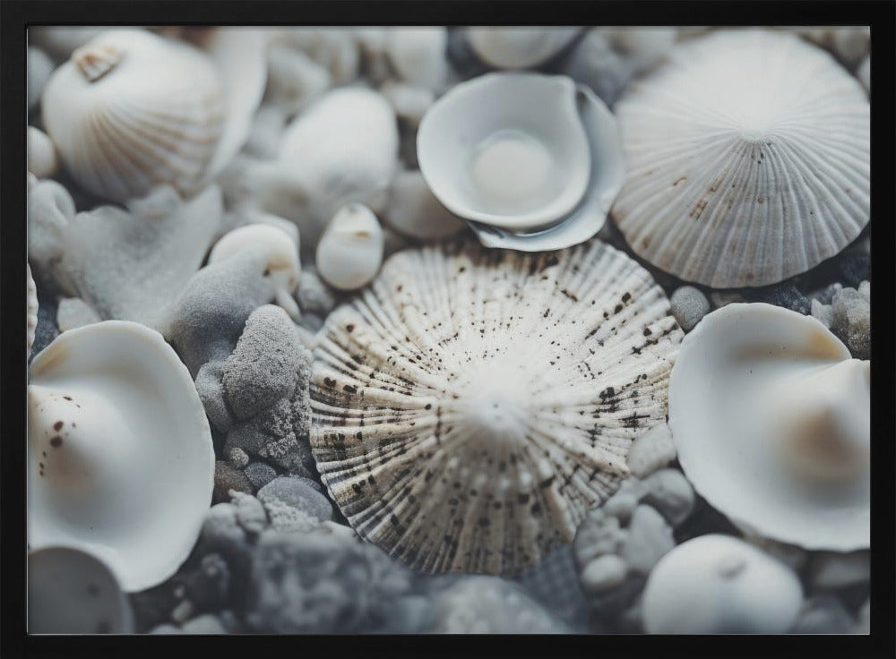 Seashell Symphony | Poster