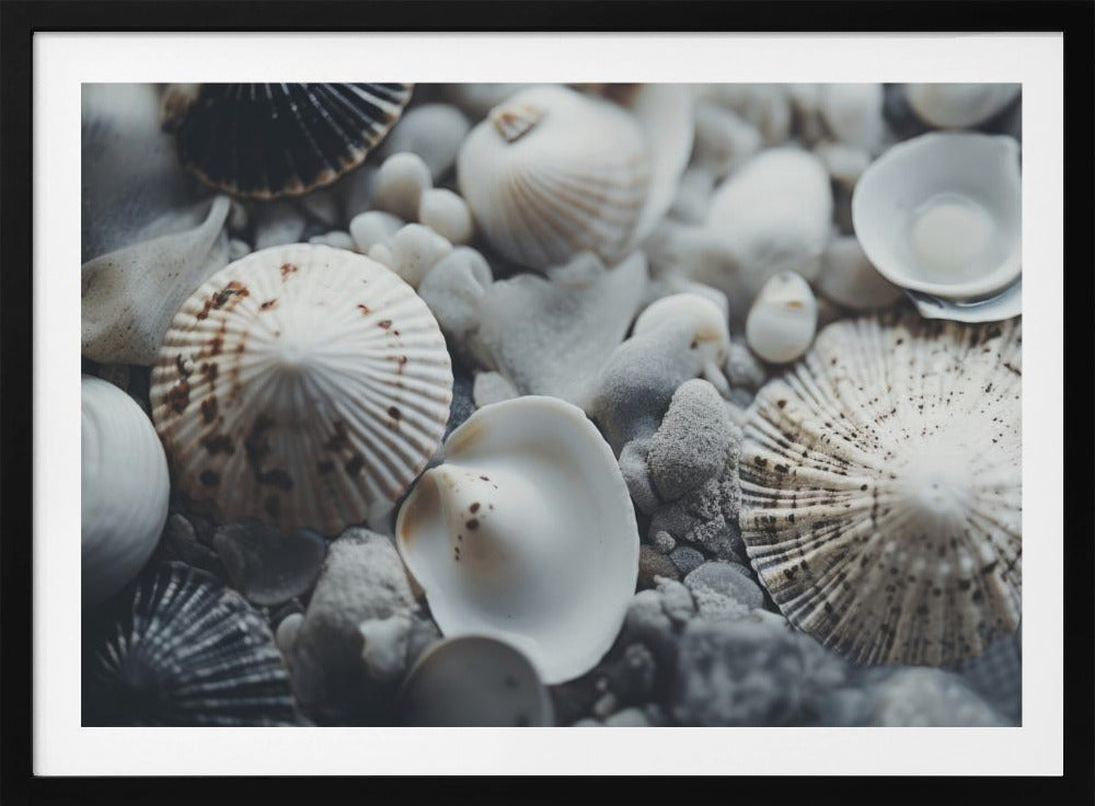 Seashell Symphony | Poster
