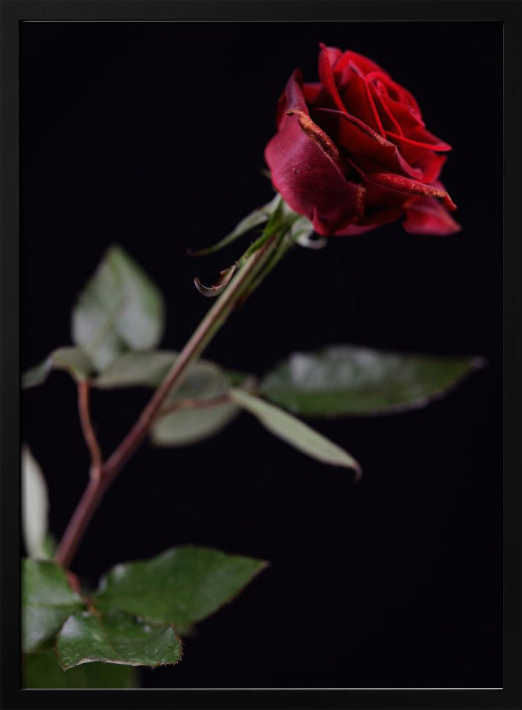 red rose | Poster