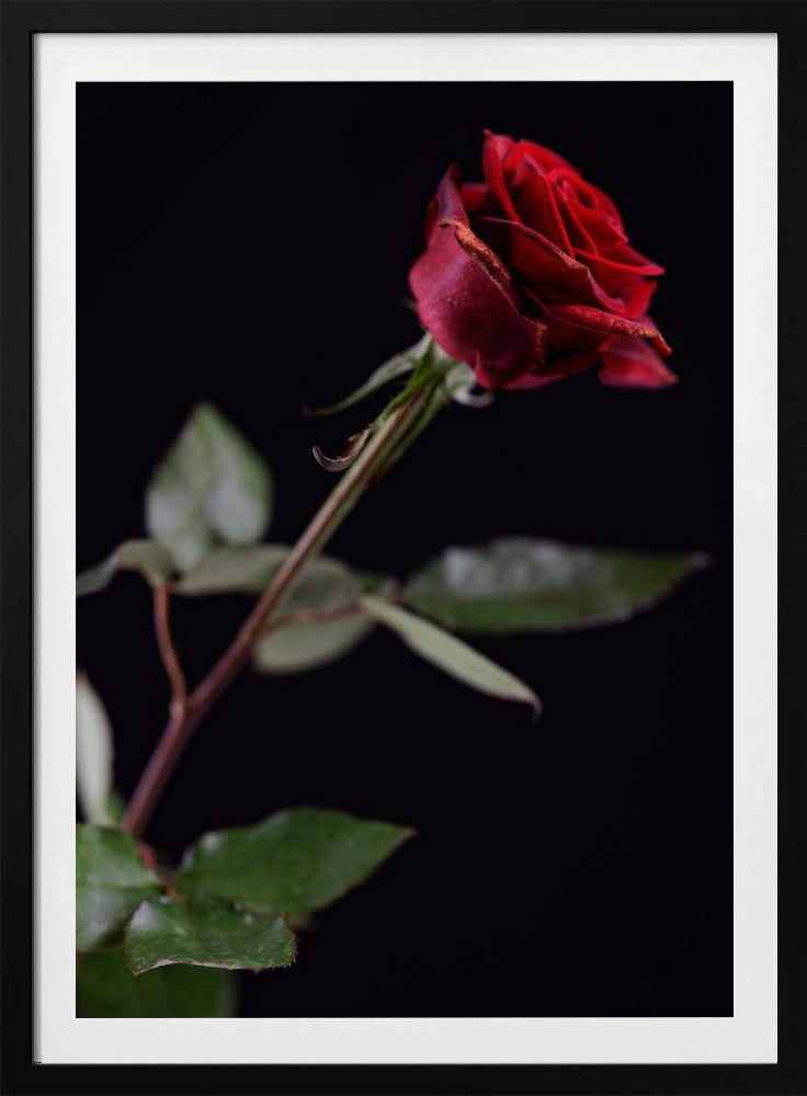red rose | Poster