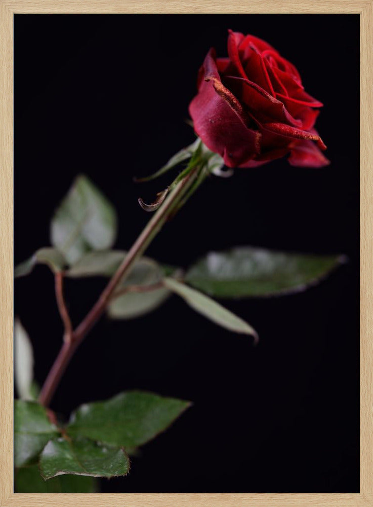 red rose | Poster