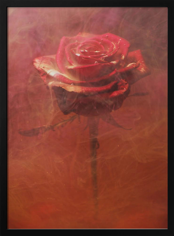 red rose and ink in water | Poster
