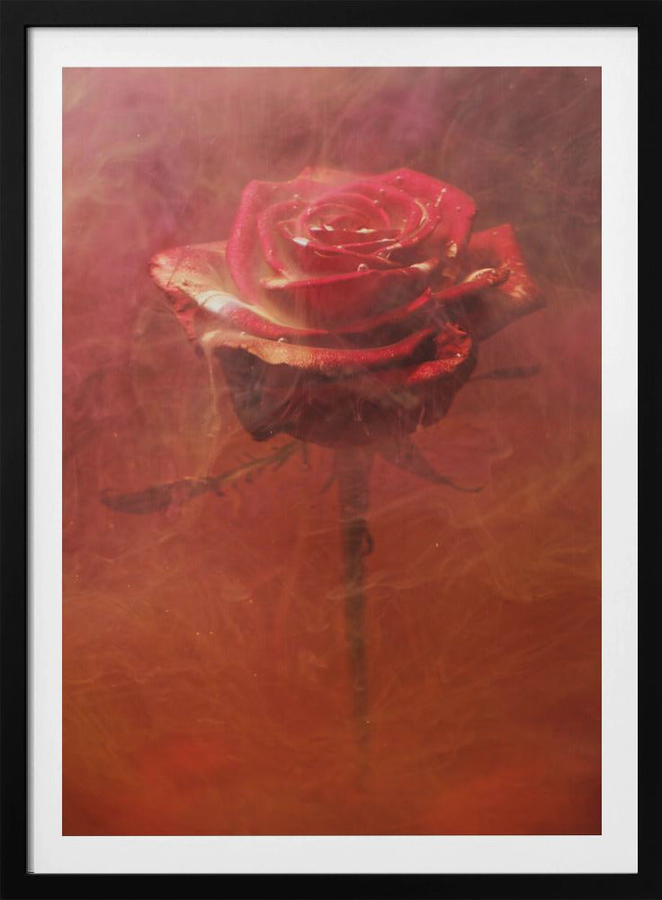 red rose and ink in water | Poster