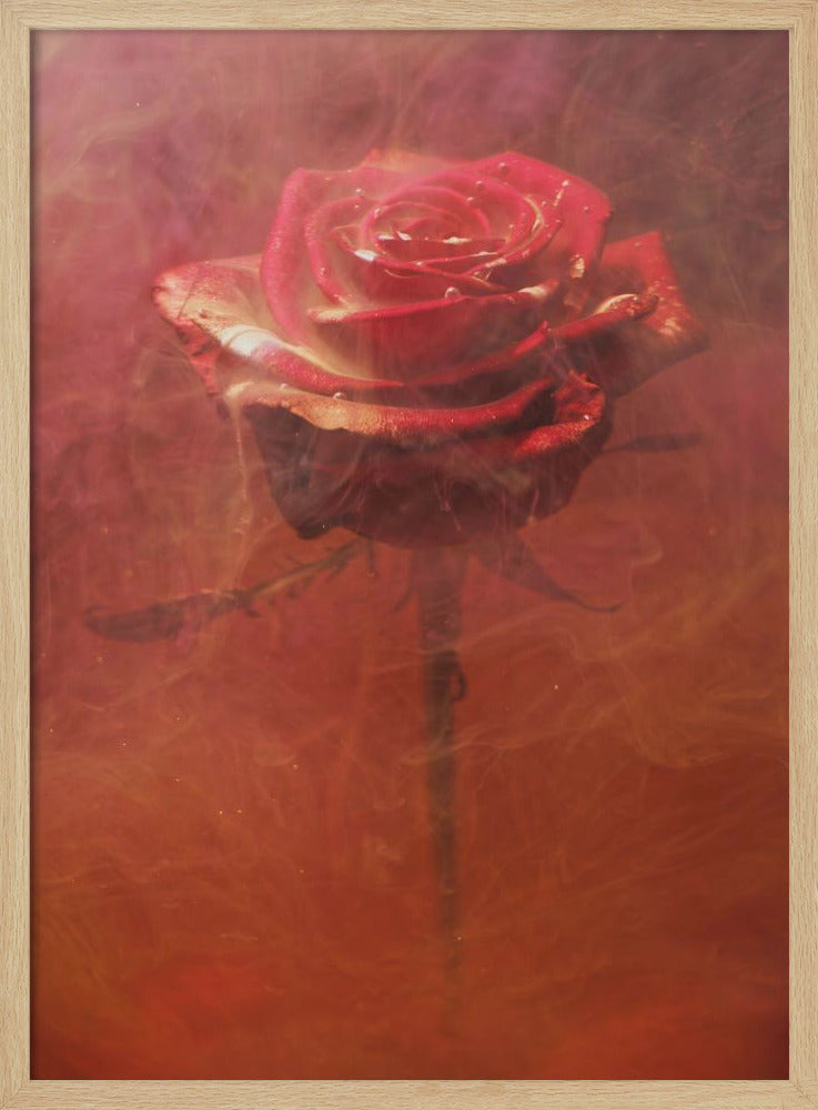 red rose and ink in water | Poster