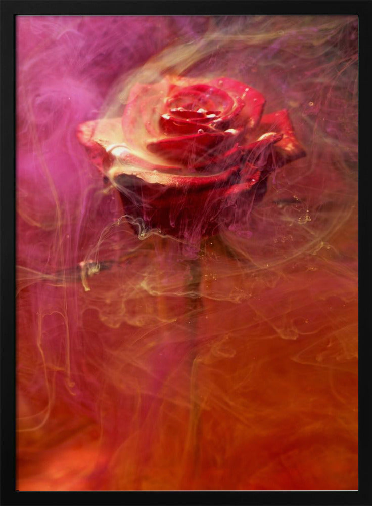 red rose and ink in water | Poster