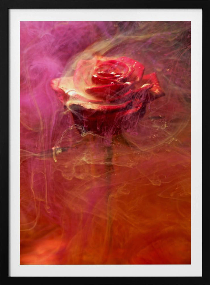 red rose and ink in water | Poster
