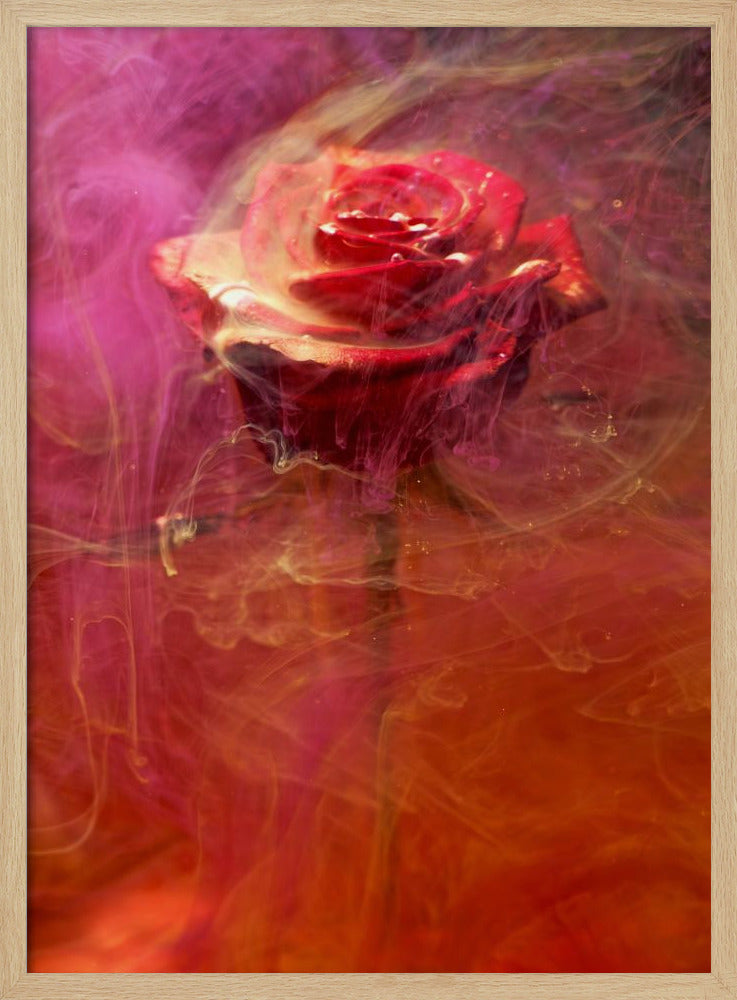 red rose and ink in water | Poster