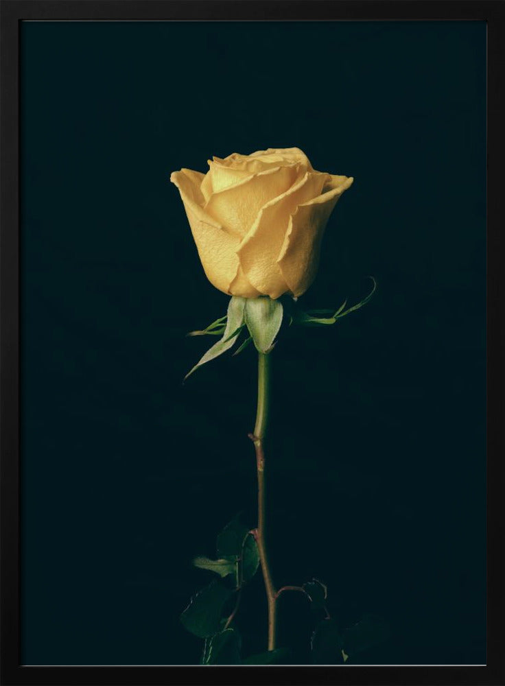 yellow rose | Poster