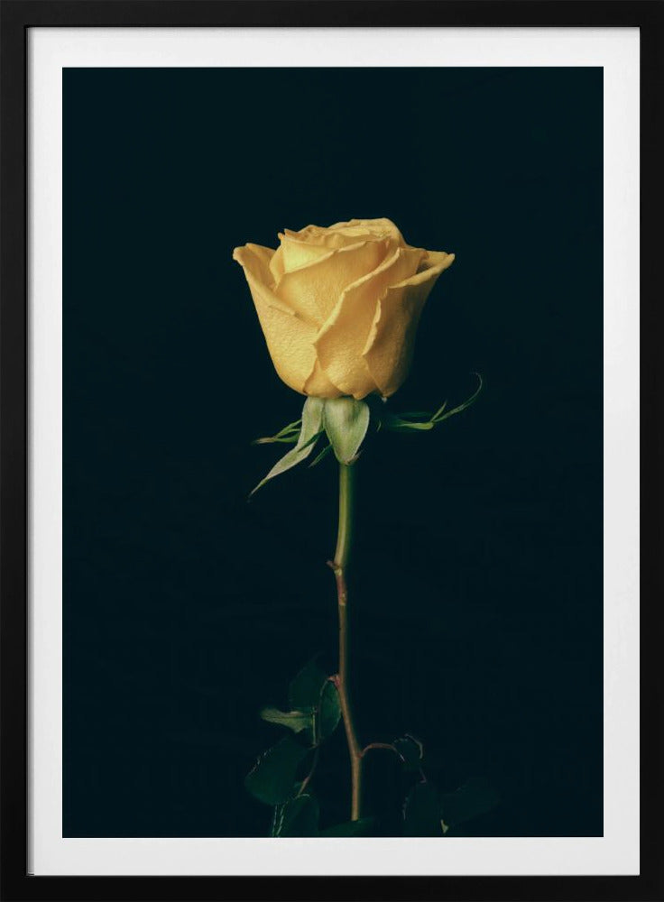 yellow rose | Poster