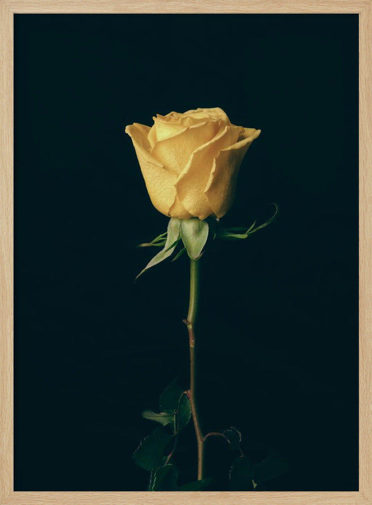 yellow rose | Poster
