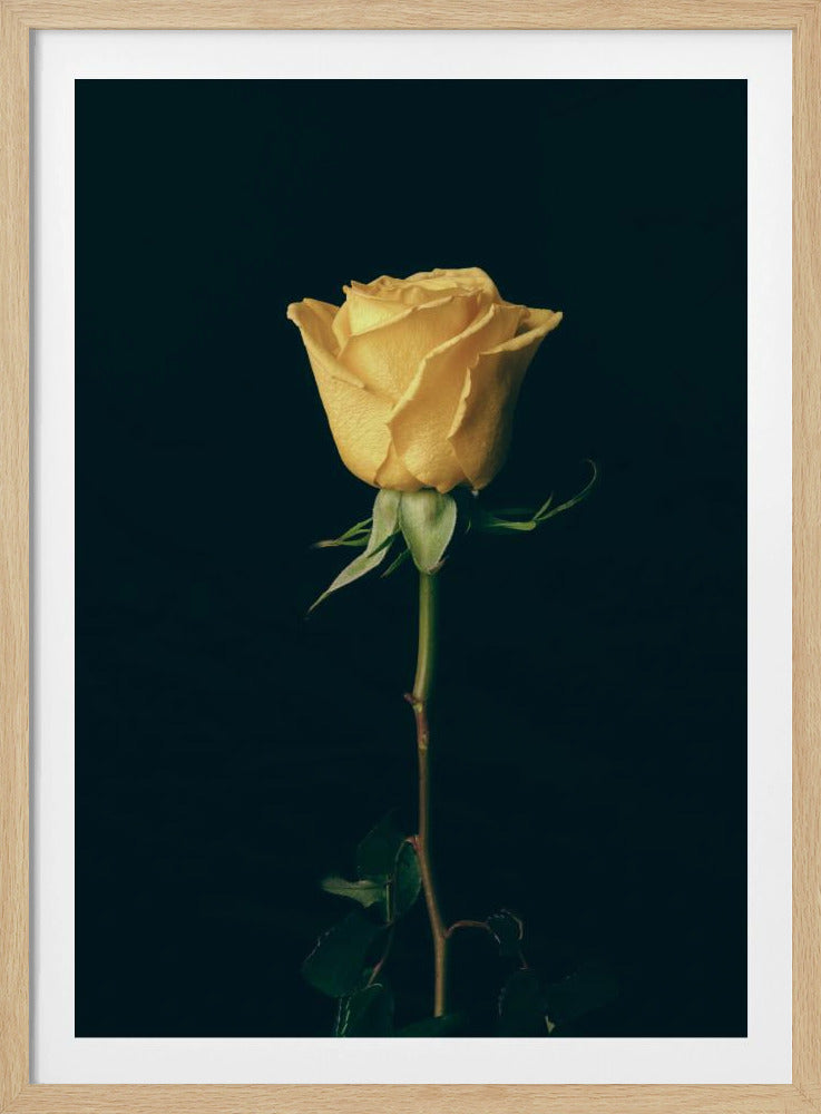 yellow rose | Poster
