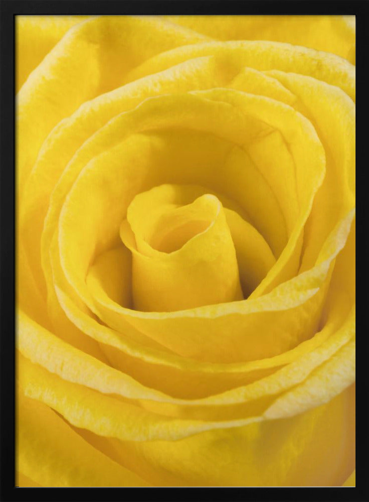 yellow rose | Poster